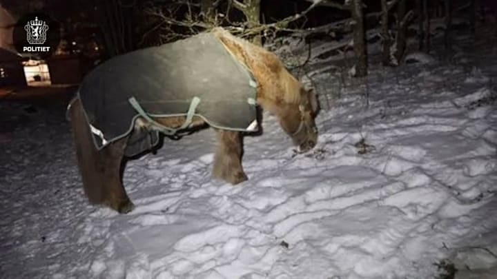 Hester på rømmen – søkte tilflukt i barnehage
