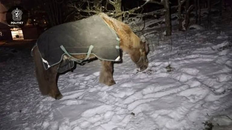 Hester på rømmen i Moss skapte trafikktrøbbel