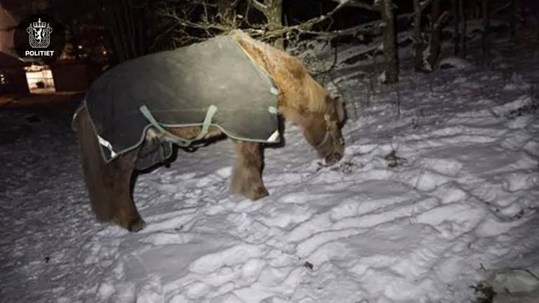 Hester på rømmen i Moss – søkte tilflukt i barnehage