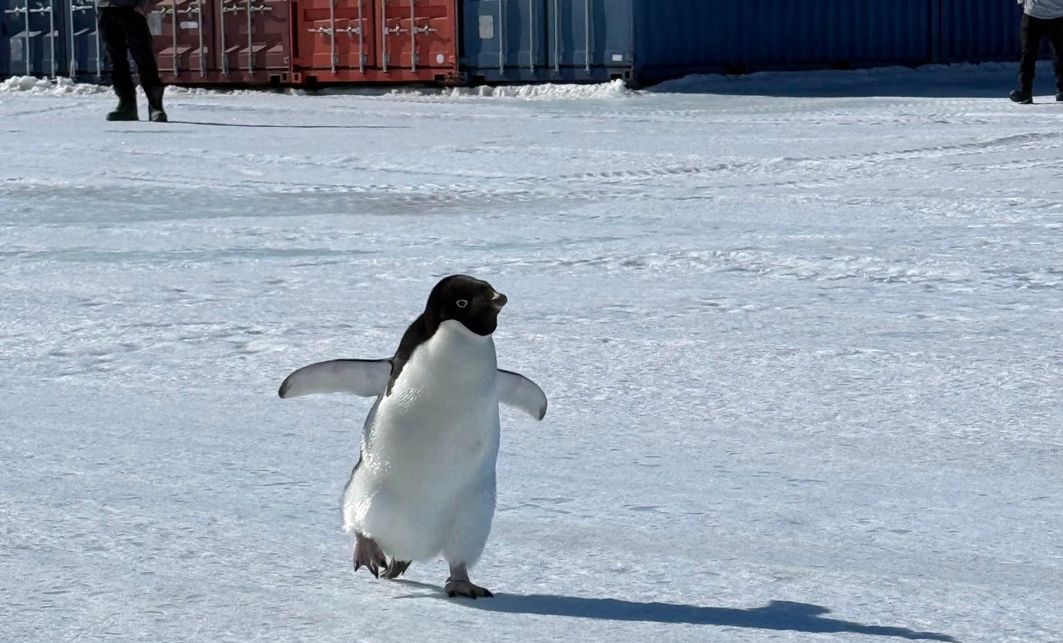 Denne pingvinen er langt hjemmefra