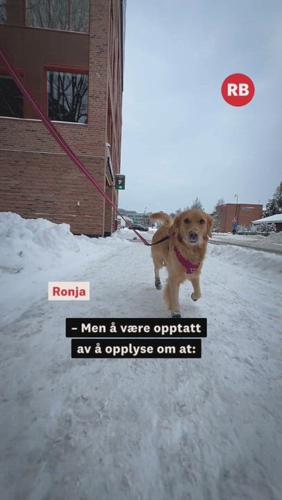 Veterinæren om sprengkulda: – Målet er aldri å skremme, men ...