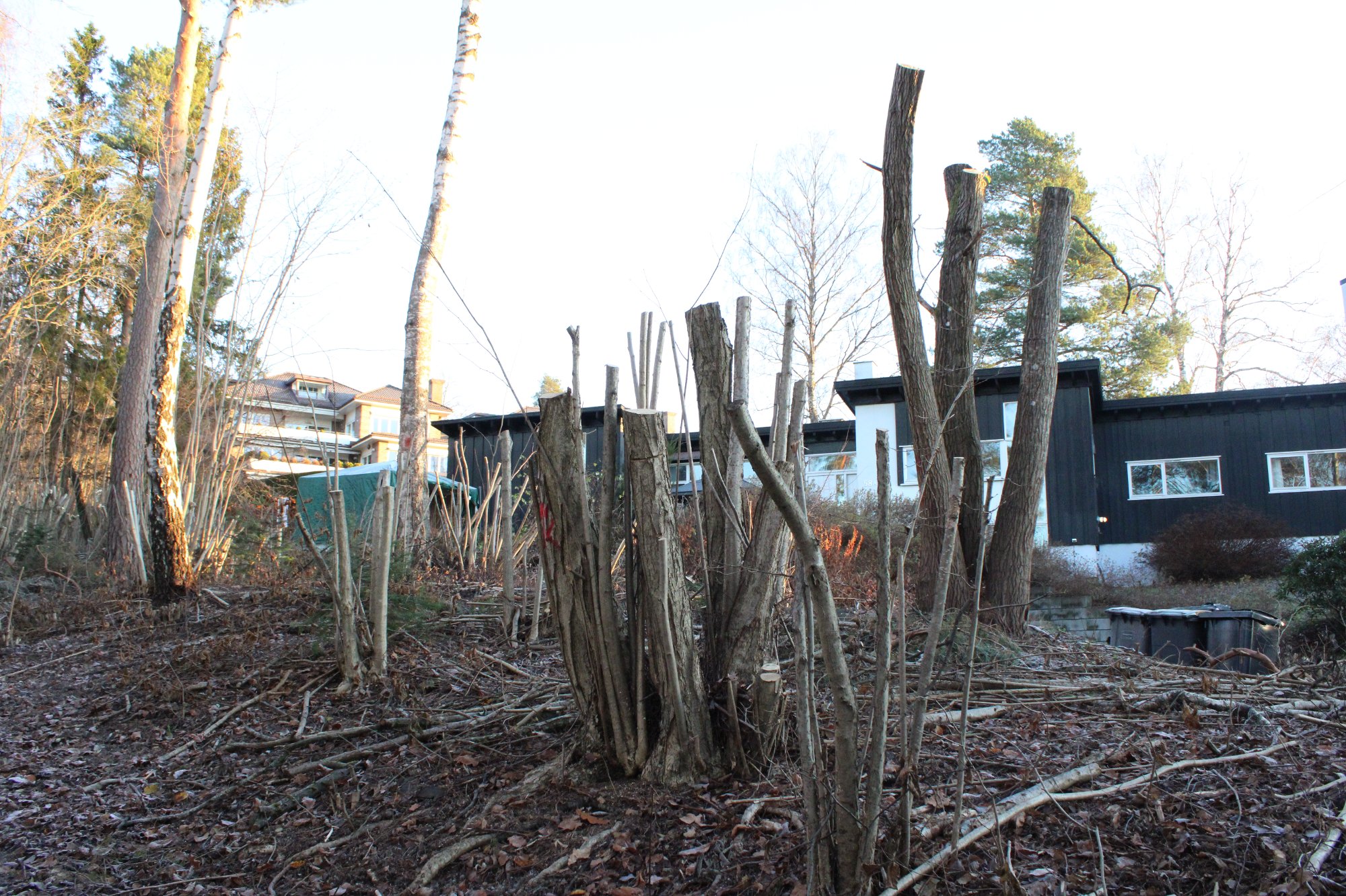 Krever 3 millioner etter «ulovlig» hogst» på tursti – rykende uenige