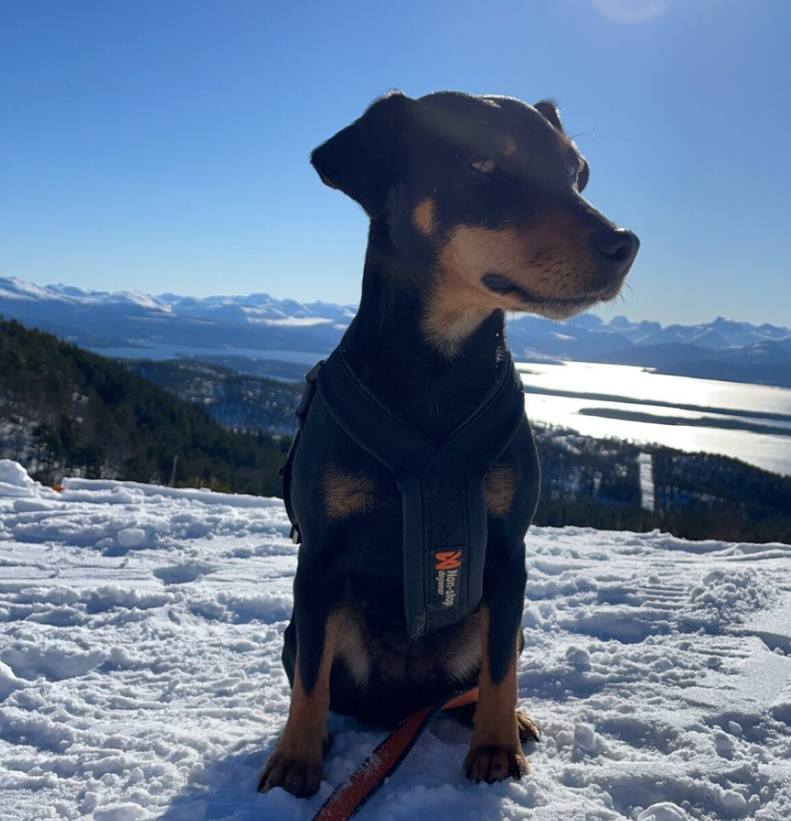 Trondheim: Vindu falt ut fra 14. etasje i hotell