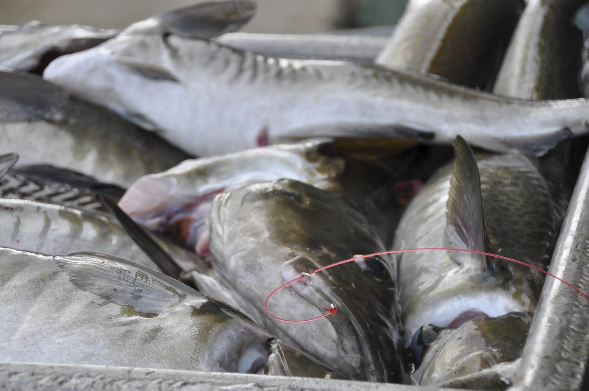 Dette fiskebruket kjøpte mest fisk i Lofoten i fjor