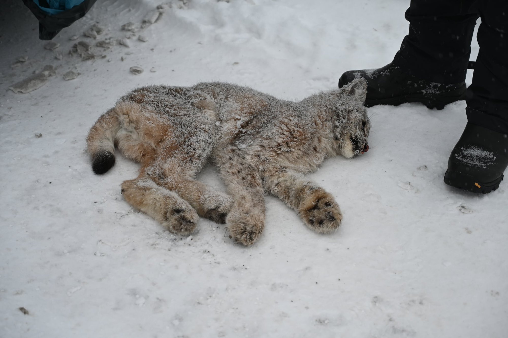 Avlivet gaupe etter hundeangrep: – Ikke i stand til å skaffe sin egen mat 