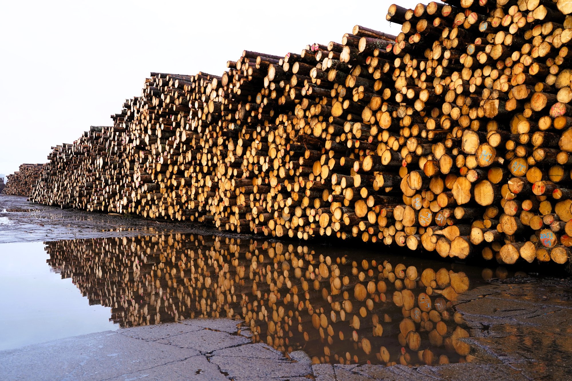 Rekordhøyt tømmersalg ga milliardinntekter – men prisene faller