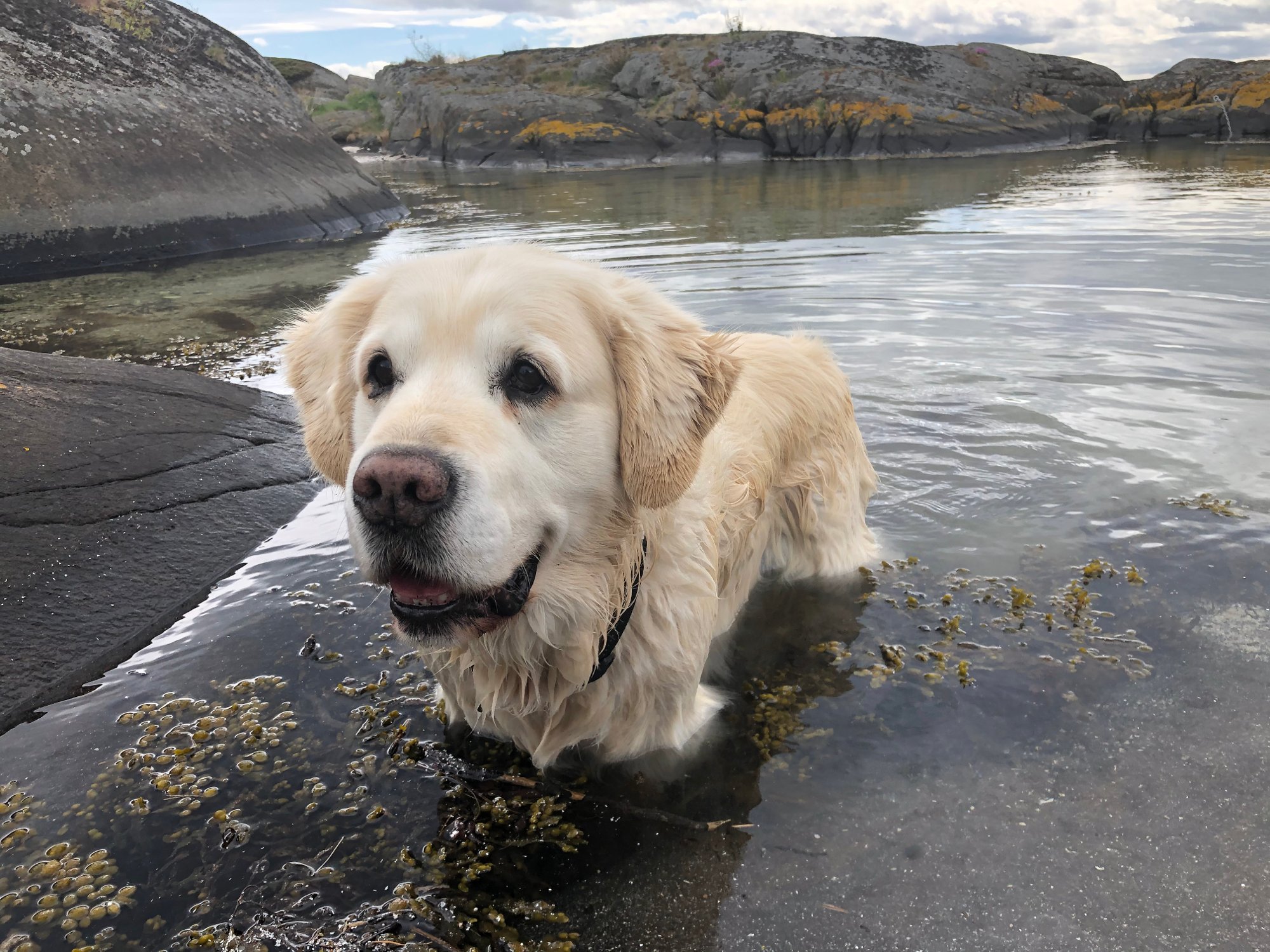 Badet med hunden uten å ha den i bånd. Må betale 7000 kroner i bot