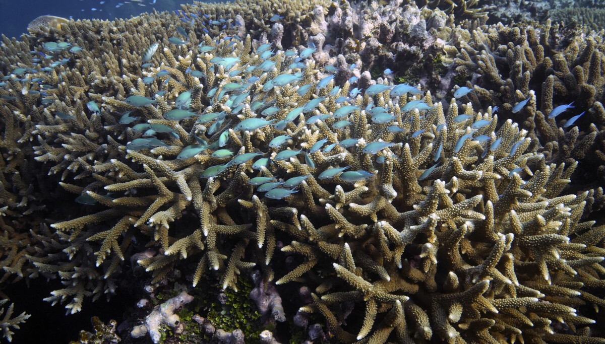 FN-traktat for beskyttelse av havet har trådt i kraft