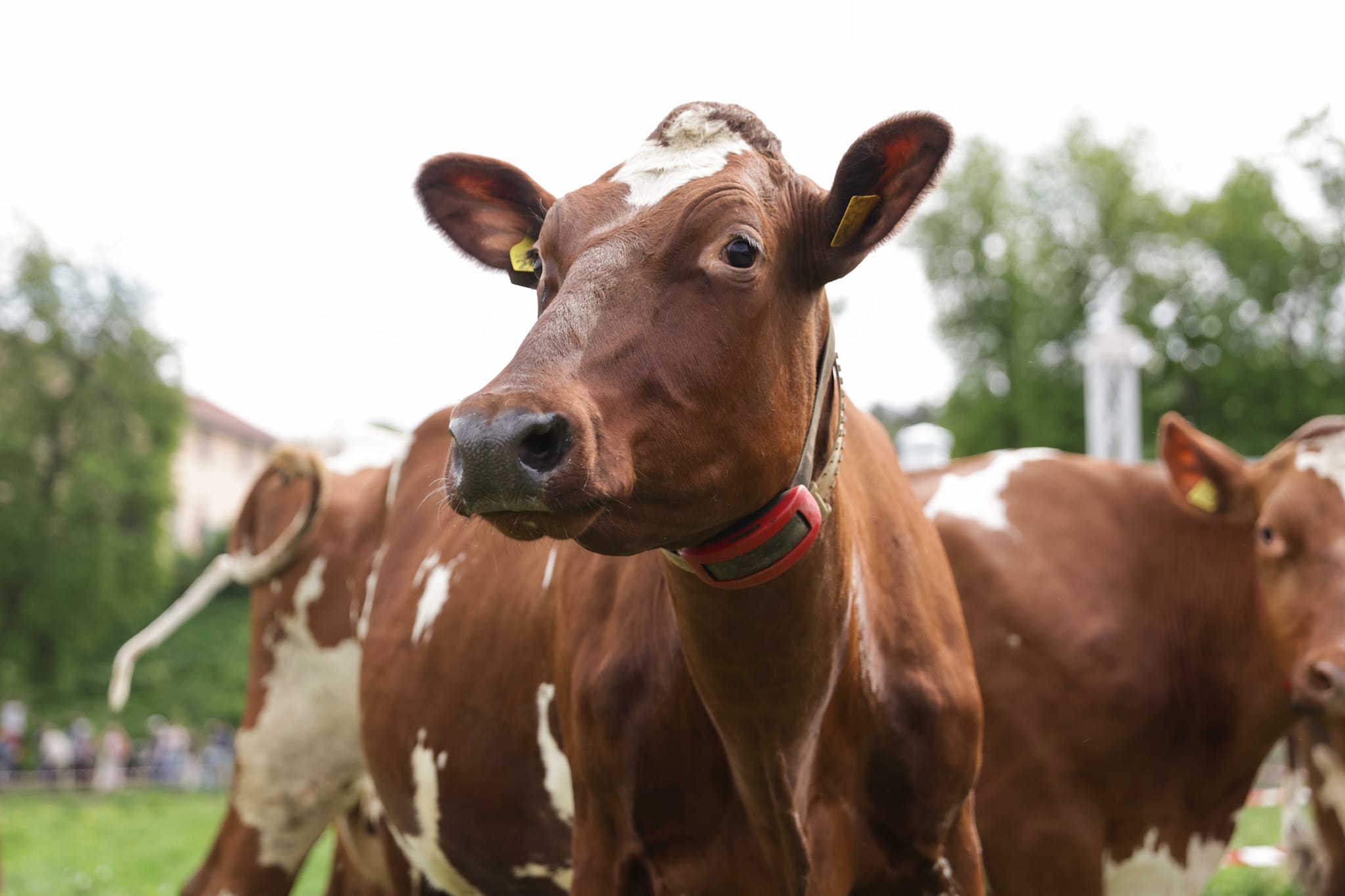 Prompereduserende tiltak for kyr legges på is